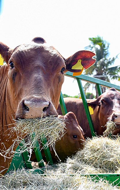 Cayman Agriculture Show