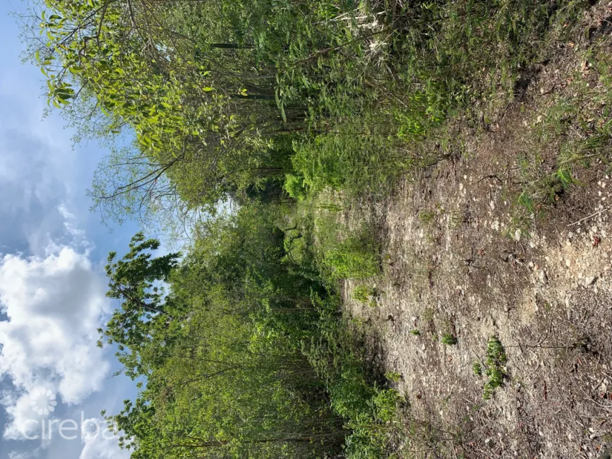 MUSICAL ORCHIDS